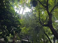 -Fern Forest Cafe