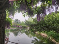 -嘉定紫藤园