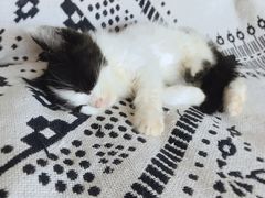 -平行世界·猫咖(首经贸店)