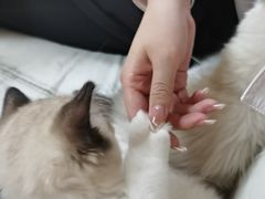 -lincat·猫舍(广州店)