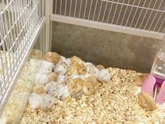 -狗道宠物(常熟印象城店)