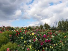 -北纬44度·金珠花海休闲农业旅游景区