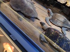 -贝林大翅鲸简餐厅(国家海洋博物馆店)