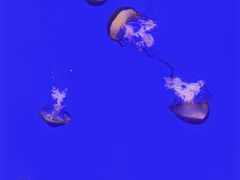 -上海海洋水族馆