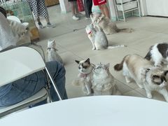 -怪兽屋·羊驼·猫咖·狗咖(俊华广场店)