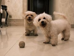 -爱侣宠医·鹦鹉专科·小型哺乳类·异宠专科(灵石路店)