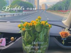 -溪岸路花鸟市场