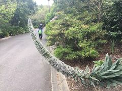 -墨尔本皇家植物园