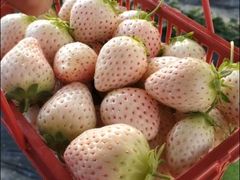 -大自然农场蔬菜草莓采摘园