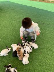 -萌宠亲子动物乐园(槐房万达店)