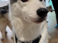 -Husky Go! 哈士奇体验馆·宠物咖啡厅狗咖