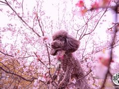 -超宠爱宠物摄影-Super pet