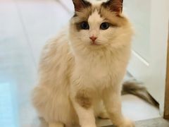 -楼上猫咖(罗湖店)