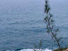 -广东惠东海龟国家级自然保护区