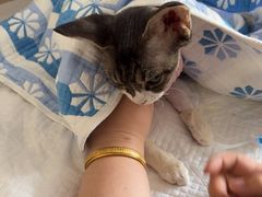 -北京观赏动物医院·24小时大型综合·猫专科·异宠专科