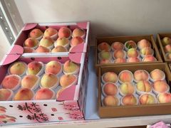 -南汇新场正宗水蜜桃采摘