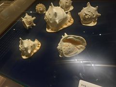 -青岛贝壳博物馆