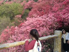-木兰云雾山