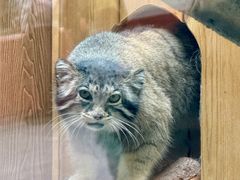 -青藏高原野生动物园