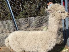 -长白岛森林公园