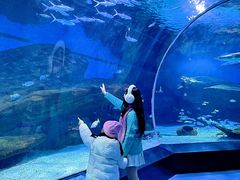 -海合安武汉极地海洋公园