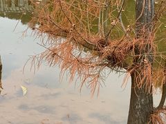 -神光山国家森林公园