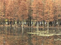 -白鹭湾湿地公园