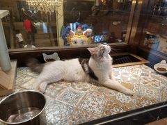 -more than meow吴止猫主题餐厅(承德 中船汇店)