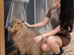 -灵玲国际马戏城