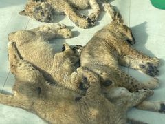 -大连森林动物园