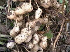 -庞各庄翠芳园西瓜蔬菜基地采摘园