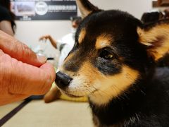 -逗柴咖啡屋·狗咖猫咖宠物桌游
