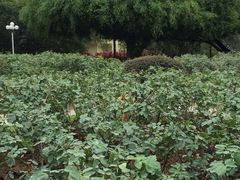 人民公园-人民公园(罗湖区)