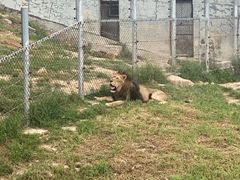 -西霞口神雕山野生动物世界