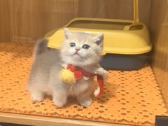 -欣宠猫屋·矮脚拿破仑·蓝金金渐层