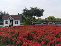 -广东花都香草世界旅游度假区