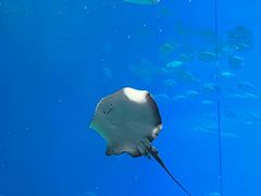 -珠海长隆海洋王国