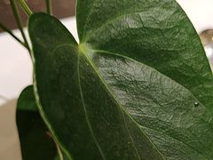 -眉州东坡(清河万象汇店)