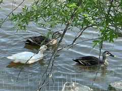 -盐城丹顶鹤湿地生态旅游区