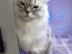 -喵zoo家庭繁育猫舍(尖东智能花园店)