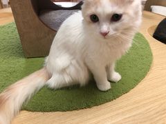 -猫和宫(六道口店)