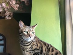 -猫猫幼稚园·撸猫·桌游·电玩