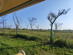 -盐城丹顶鹤湿地生态旅游区