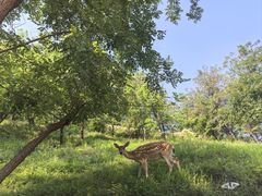 -大连森林动物园
