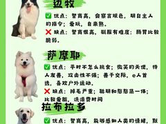 -翊宠yipet猫狗购宠庄园