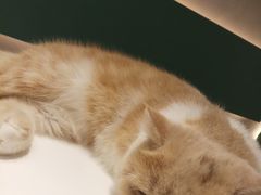 -飞行喵MR PILOT|猫舍·猫咖(静安大融城店)
