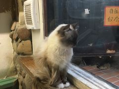 -猫咪博物馆(顶澳仔猫街店)