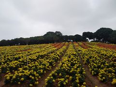 -松山湖梦幻百花洲