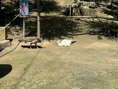 -哈尔滨北方森林动物园