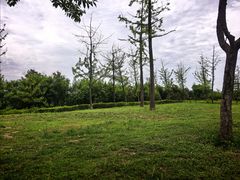 -洨河生态公园
